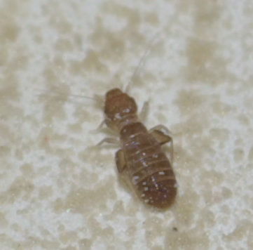 Liposcelis sp. (Liposcelididae)